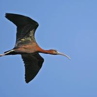 Ibis falcinelle (Plegadis falcinellus)