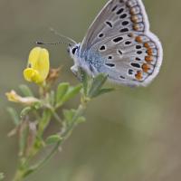 L'Azuré commun ou Azuré d'Icare (Polyommatus Icarus)