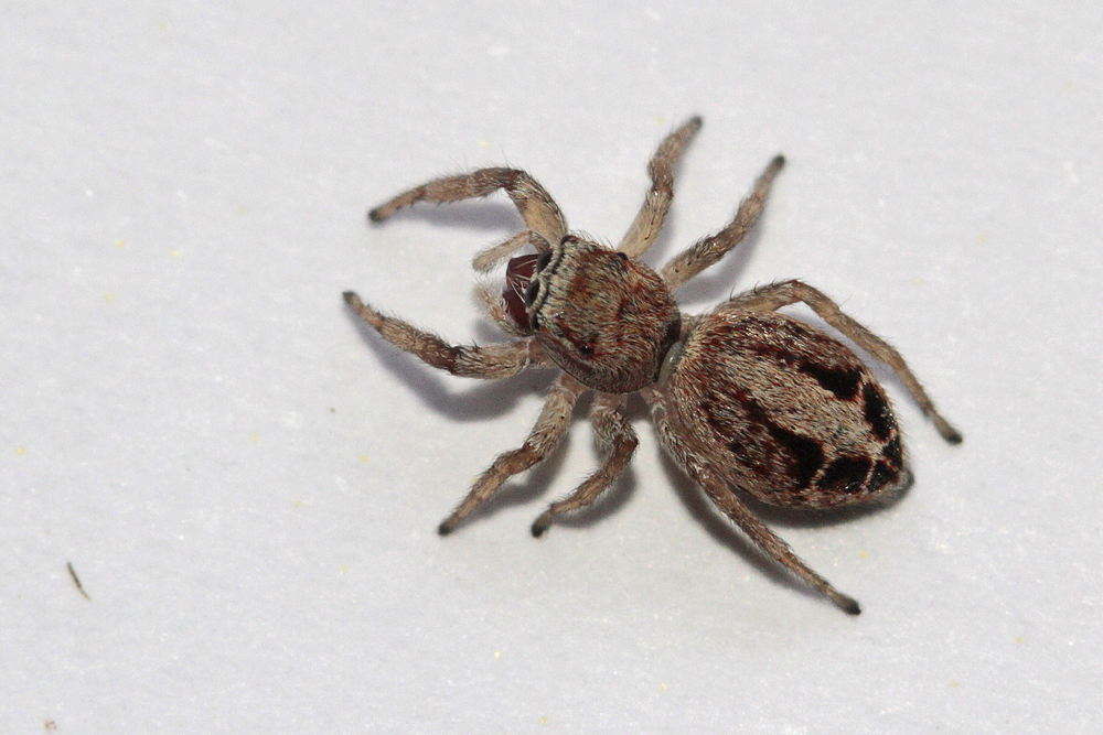 Saltique (Icius subinermis)