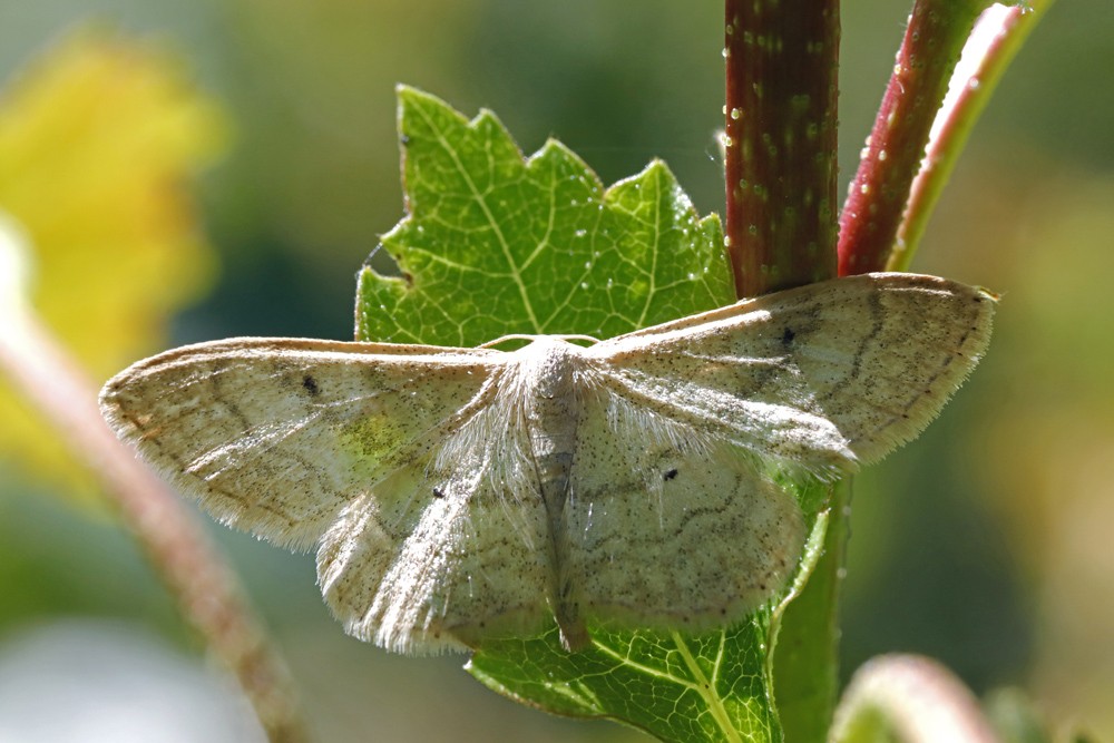 L'Acidalie maritime (Idaea deversaria) 