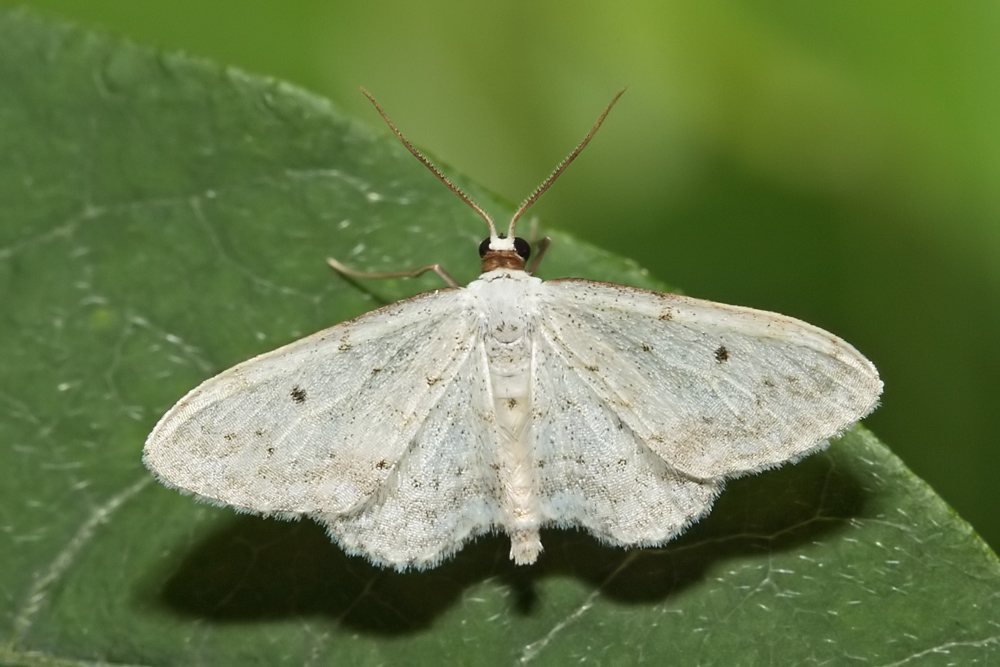 La Vieillie (Idaea seriata)