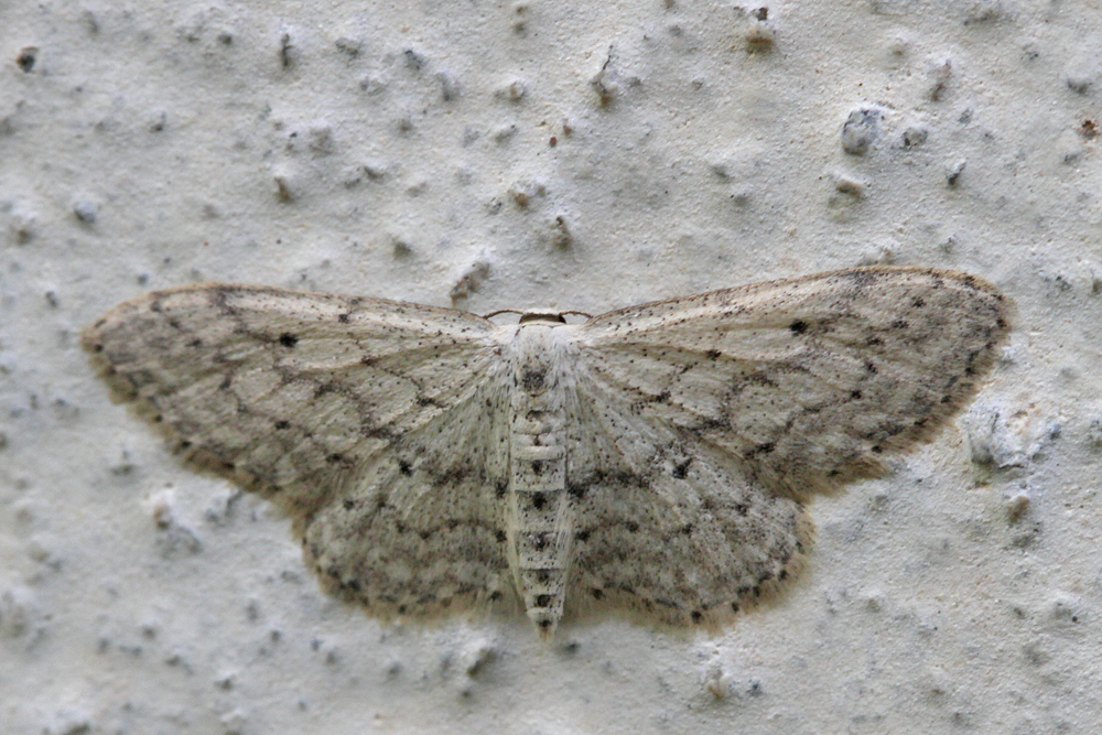 La Vieillie (Idaea seriata)
