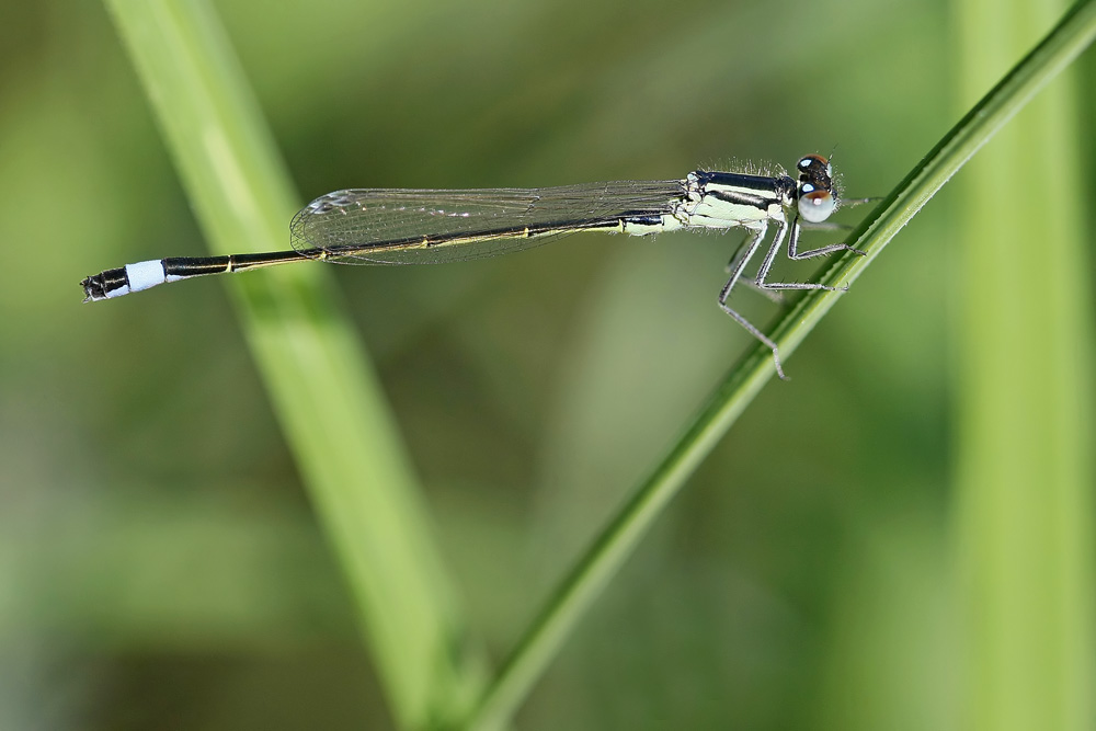 Ischnure élégante (Ischnura elegans) femelle adulte.