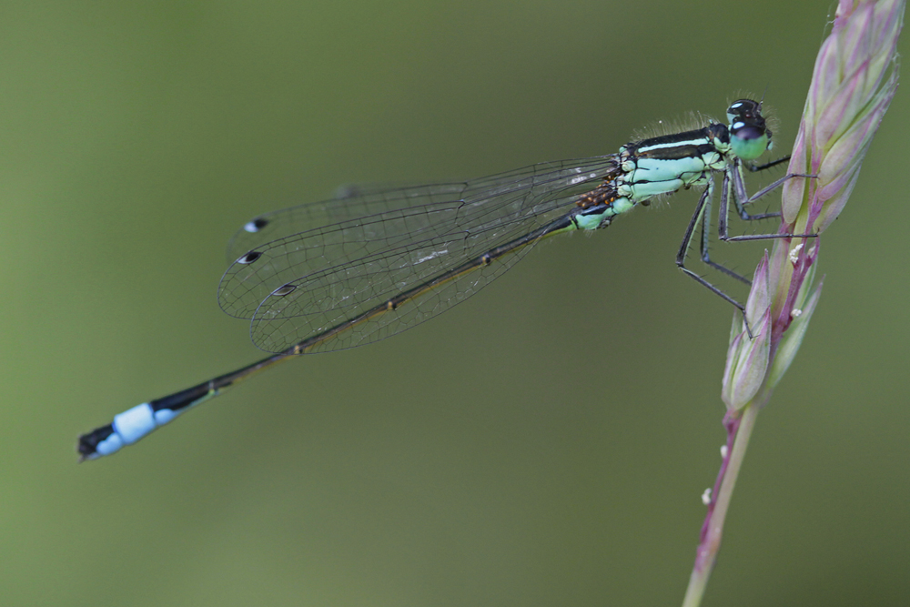 Ischnure élégante (Ischnura elegans)