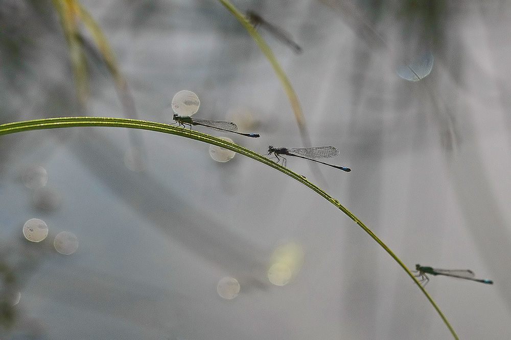 Ischnure élégante (Ischnura elegans)