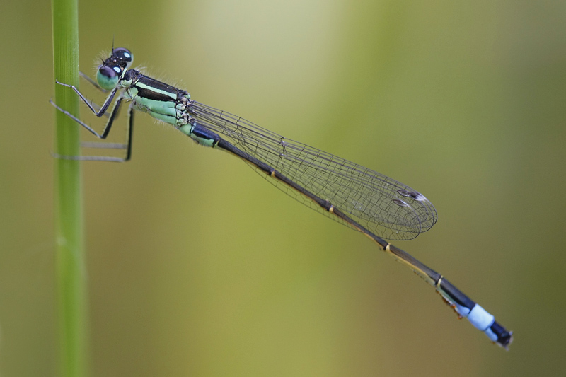 Ischnure élégante (Ischnura elegans) mâle