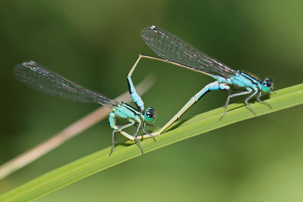 Ischnure élégante (Ischnura elegans) couple