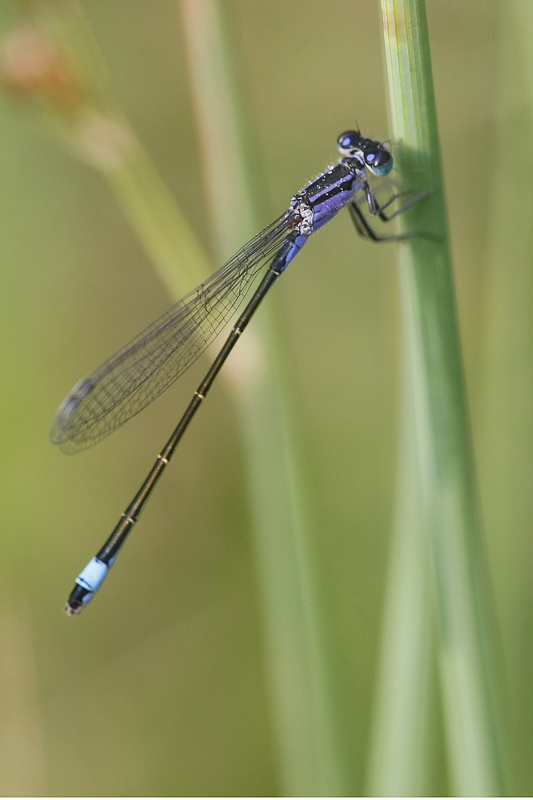 Ischnure élégante (Ischnura elegans)