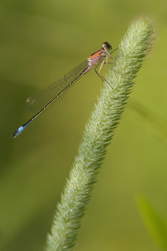Ischnure élégante (Ischnura elegans)