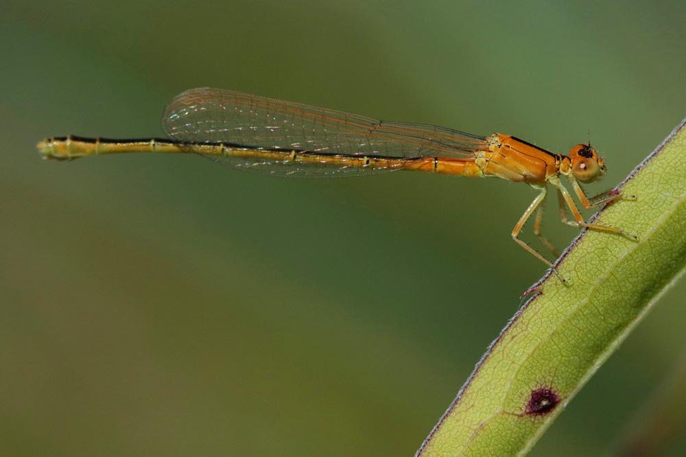 Agrion nain (Ischnura pumilio)