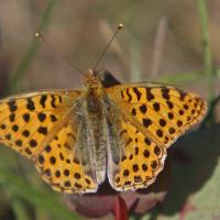 Le Petit nacré (Issoria lathonia )