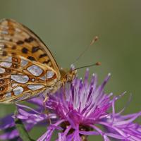 Le Petit nacré (Issoria lathonia )