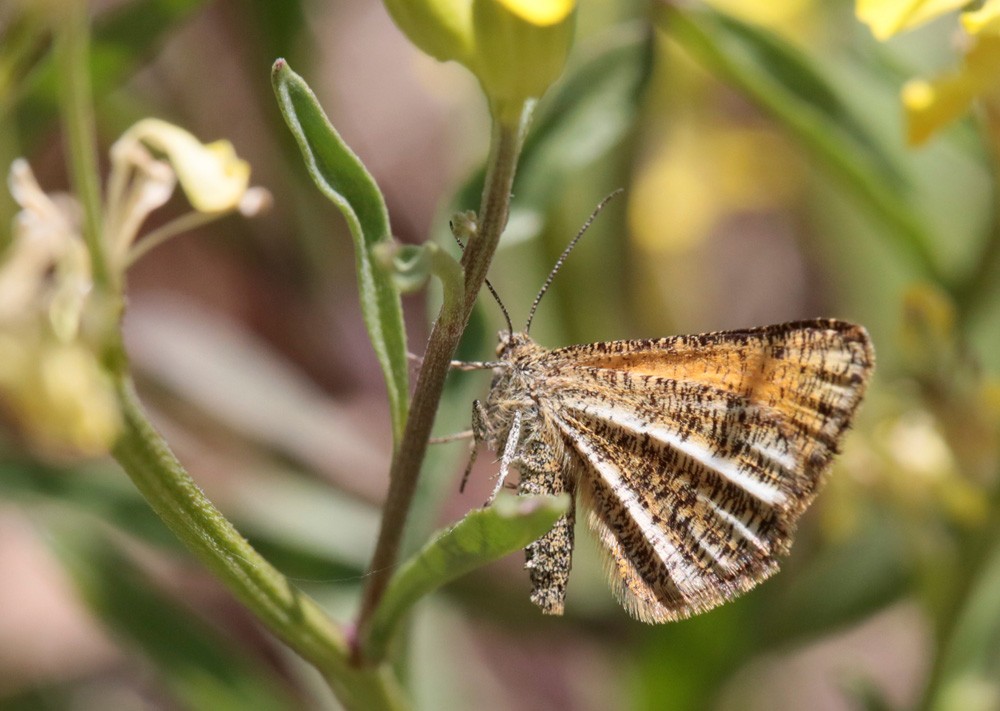 La Phalène bordée (Isturgia limbaria)