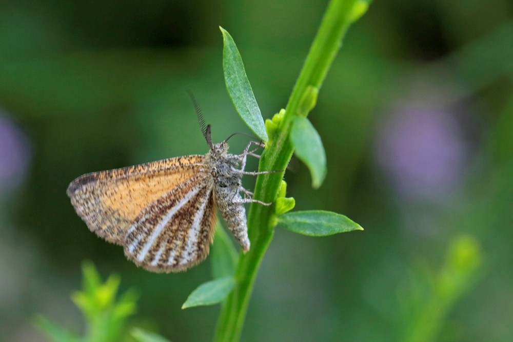 La Phalène bordée (Isturgia limbaria)