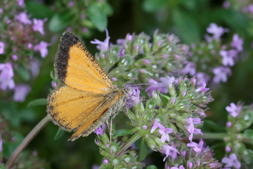 La Phalène bordée (Isturgia limbaria)