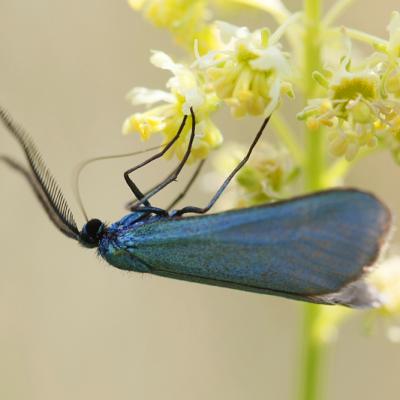 Zygène  bleue (Jordanita sp.)