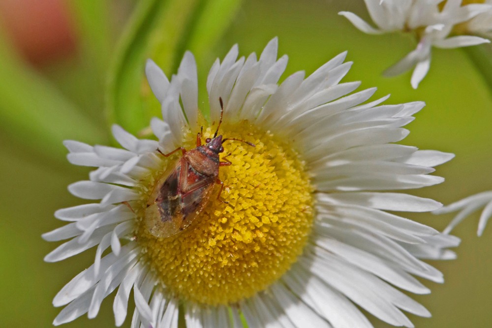 Punaise des chatons du bouleau (Kleydoceris resedae)