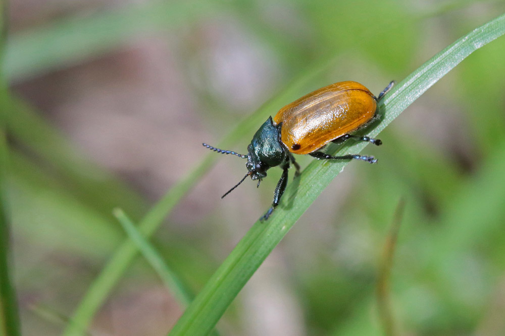 Chrysomèle Labistome à longue mains  (Labisdotomis longimana)