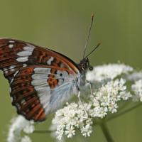 Le Petit sylvain (Limenitis camilla)