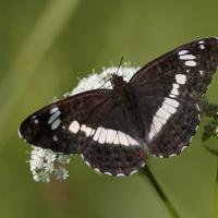 Le Petit sylvain (Ladoga camilla)