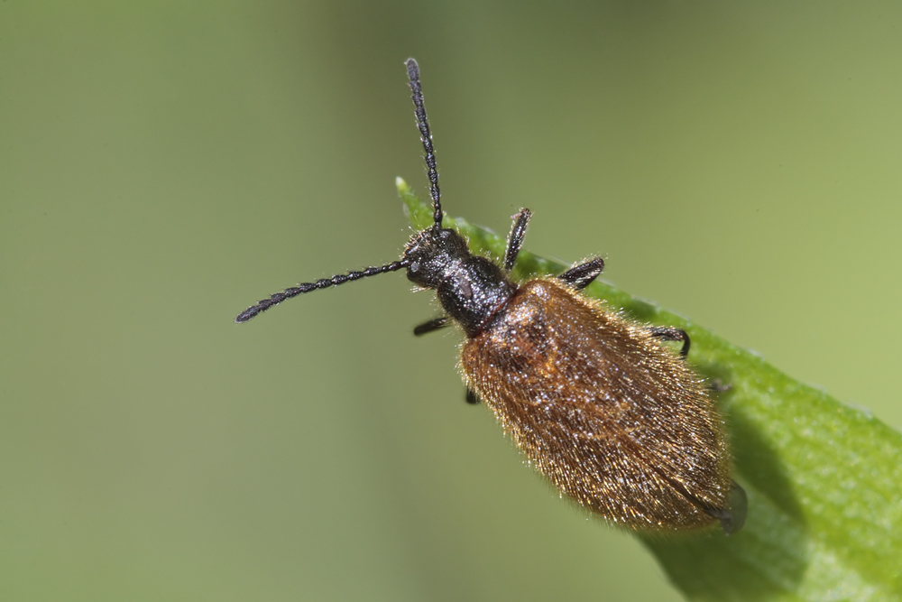 Lagrie hérissée (Lagria hirta)