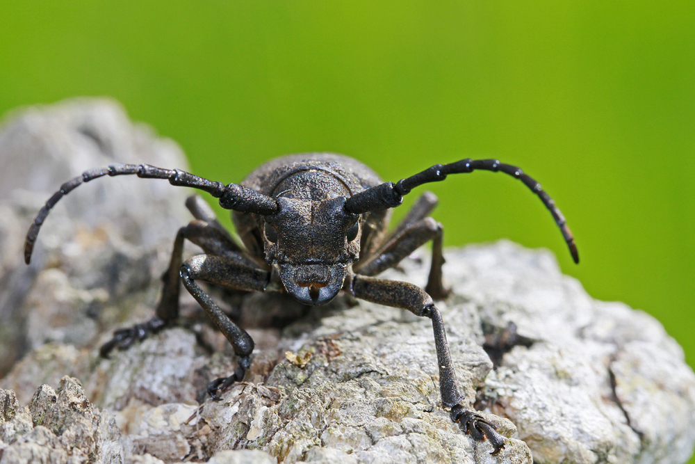 Le Lamie tisserand (Lamia textor)