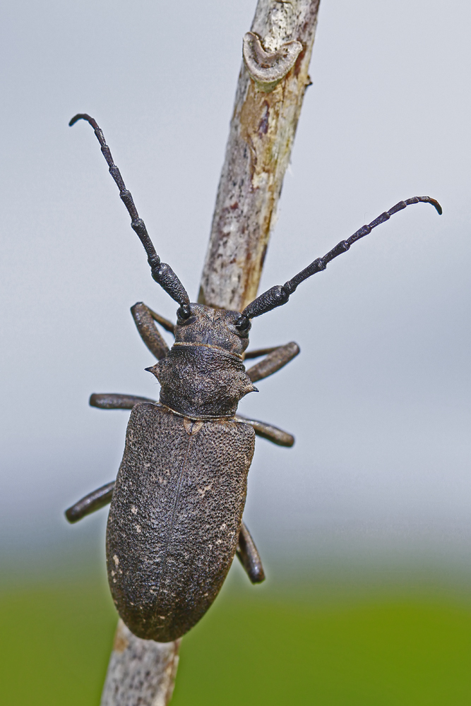 Le Lamie tisserand (Lamia textor)