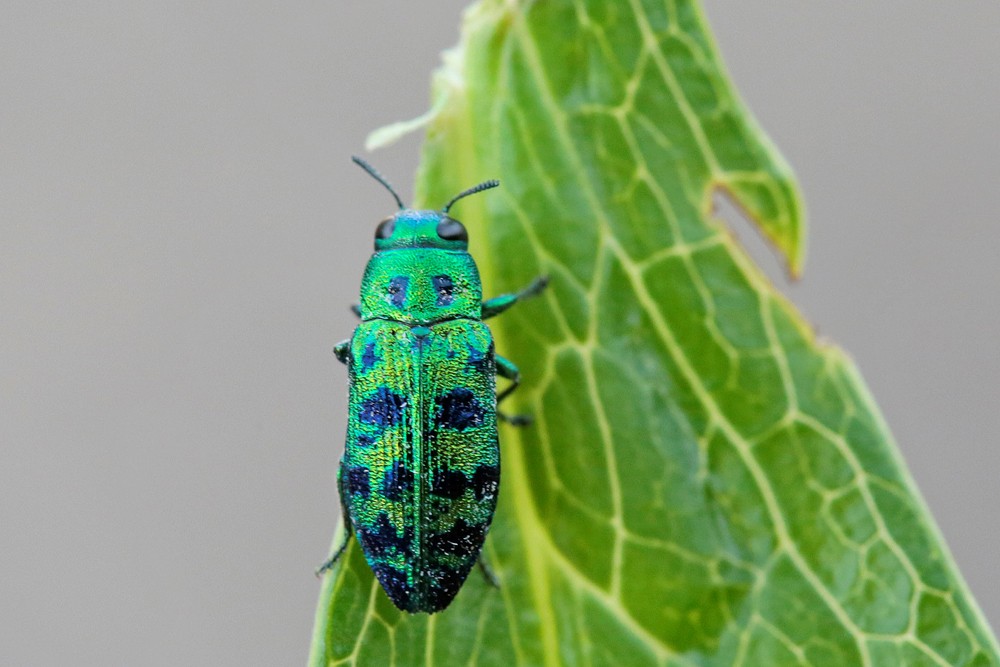 Bupreste du thuya (Lamprodila festiva)