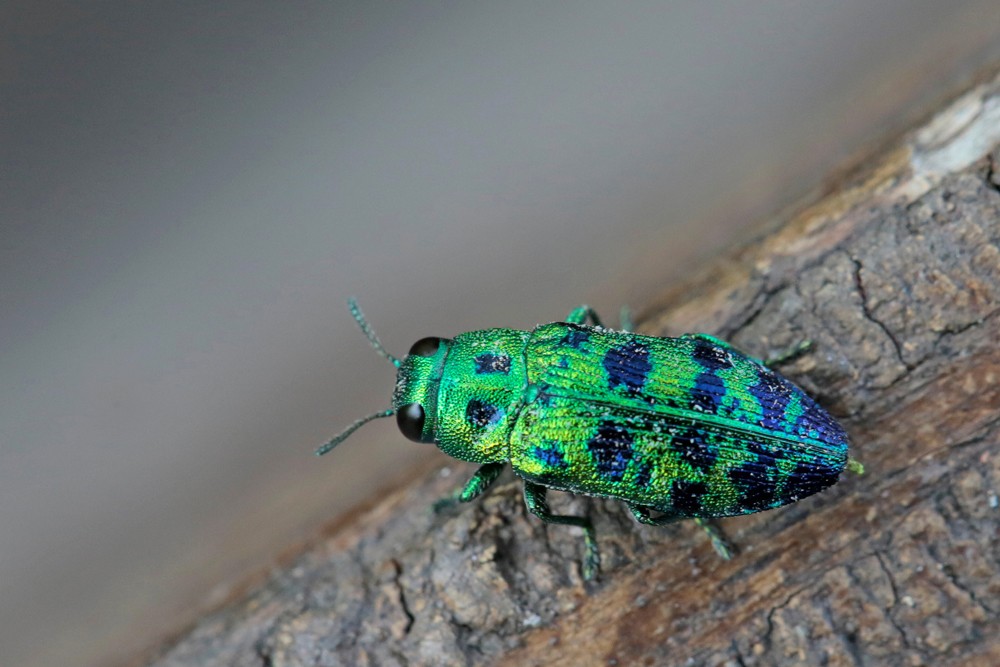 Bupreste du thuya (Lamprodila festiva)