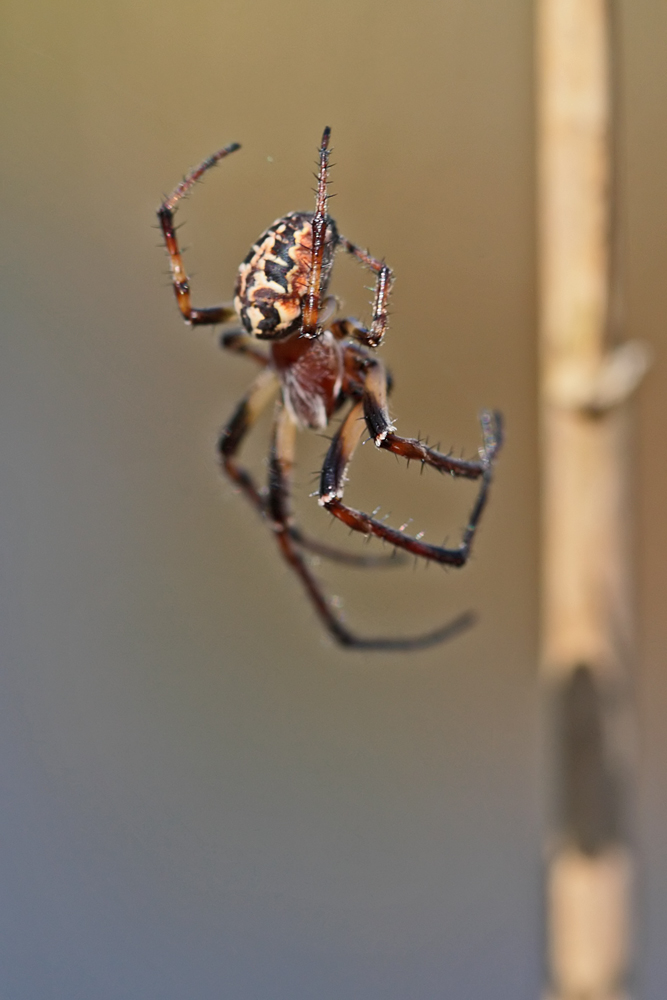 Epeire des roseaux (Larinioides cornutus)