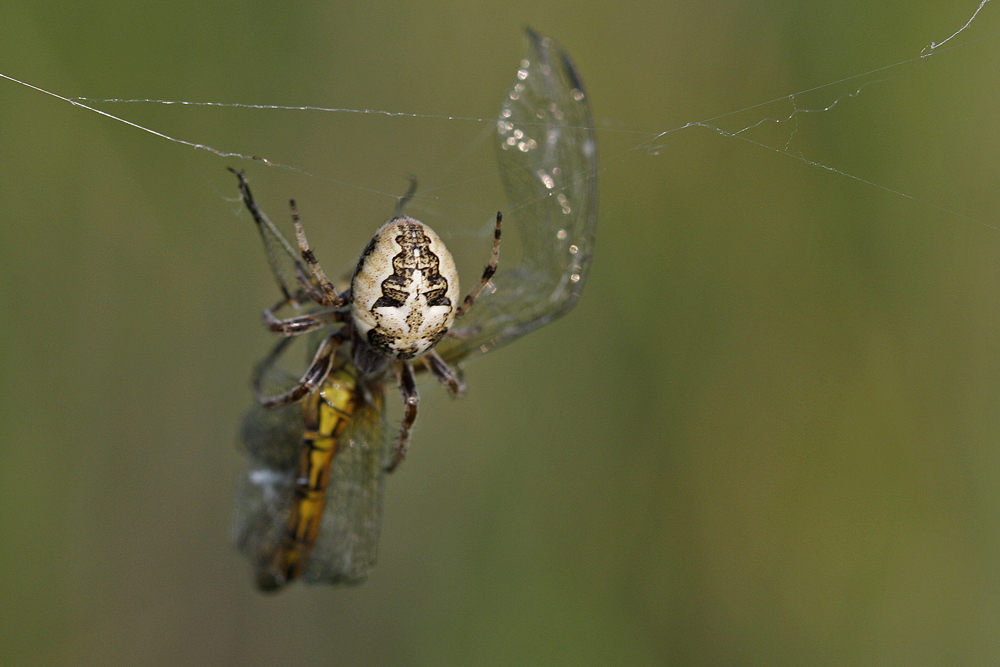 Epeire des roseaux (Larinioïdes cornutus)