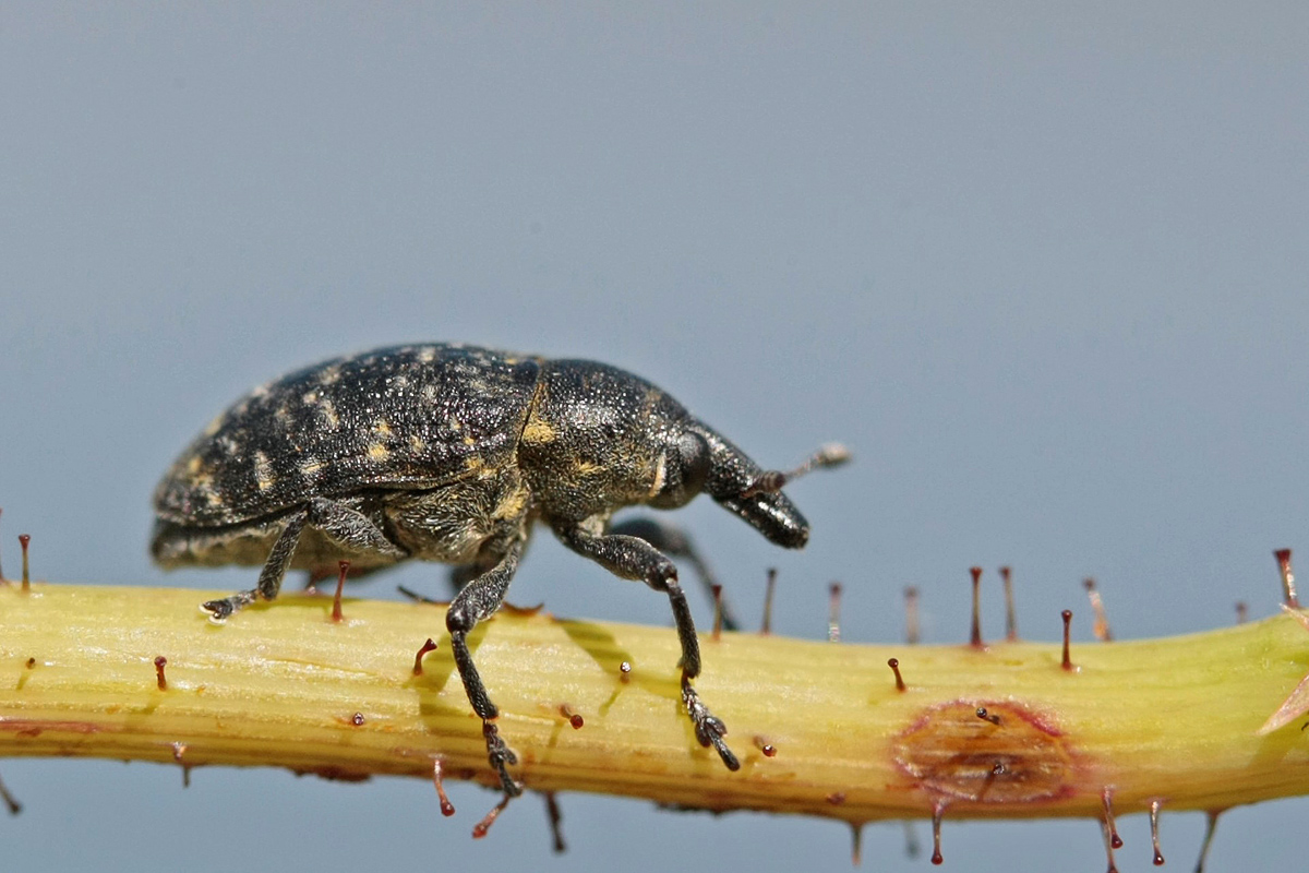 Charançon (Larinus turbinatus)
