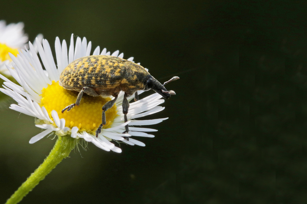 Charançon (Larinus turbinatus)