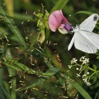 La Pièride de la moutarde (Leptidea sinapis)