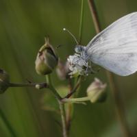 La Pièride de la moutarde (Leptidea sinapis)
