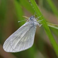 La Pièride de la moutarde (Leptidea sinapis)