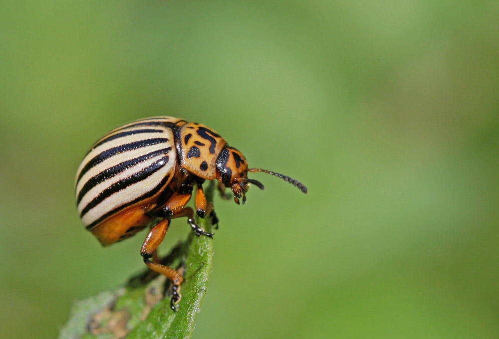 Doryphore (Leptinotarsa decemlineata )