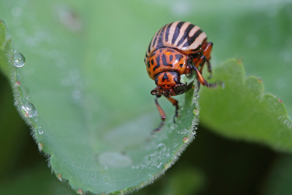 Doryphore (Leptinotarsa decimlineata)