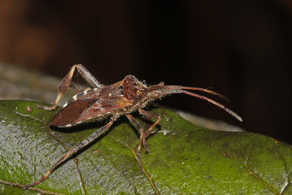 Punaise du pin (Leptoglossus  occidentalis)