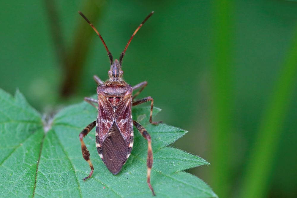 Punaise du pin (Leptoglossus  occidentalis)
