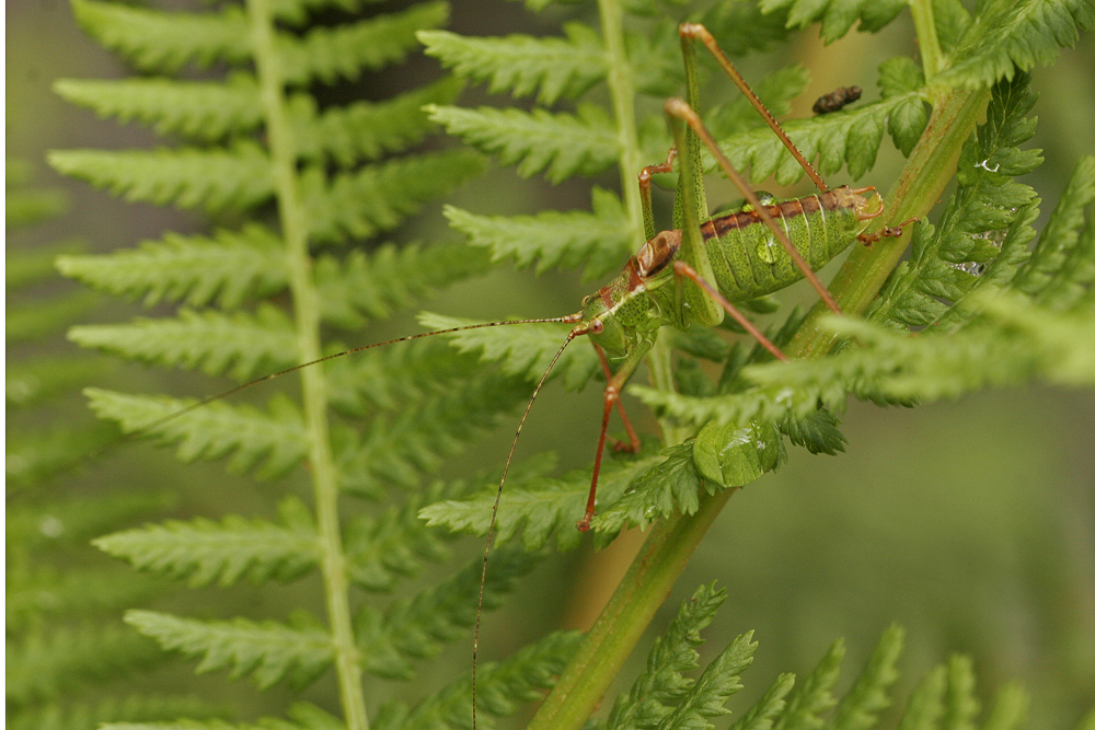 Leptophye ponctuée (Leptophyes punctatissima) mâle