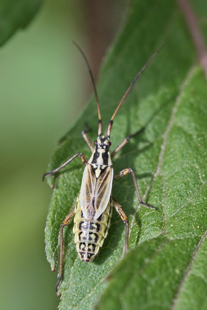 Leptopterna dolabrata