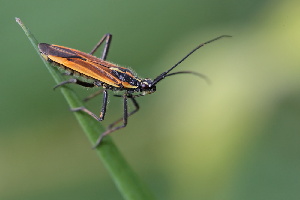 Leptopterna dolabrata