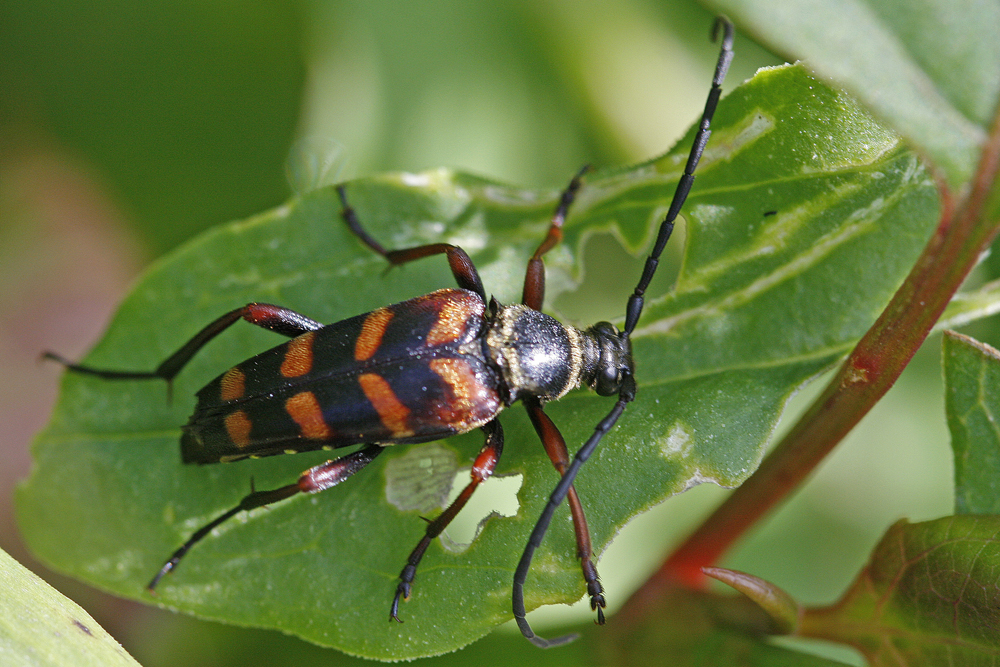Lepture dorée (Leptura aurulenta)