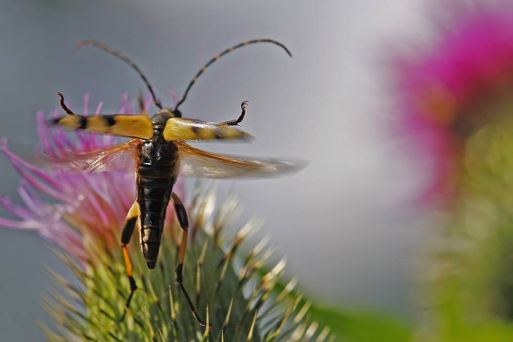 Lepture tachetée (Ruptela maculata)