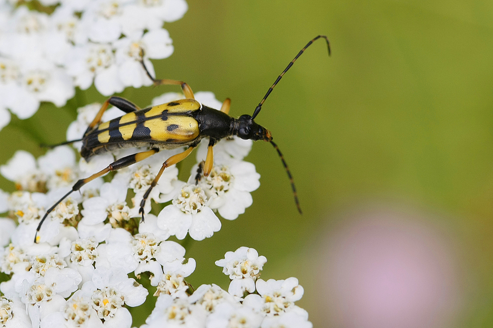 Lepture tachetée (Ruptela maculata)