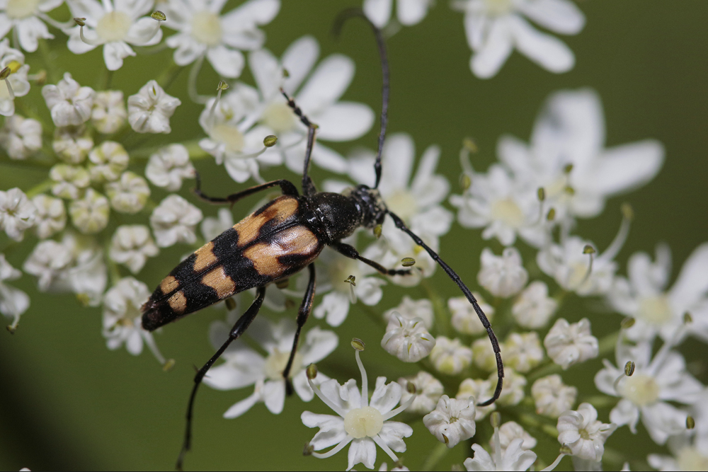 Lepture à 4 bandes (Leptura quadrifasciata)