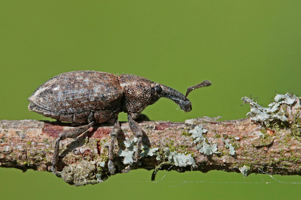 Charançon (Lepyrus capucinus)