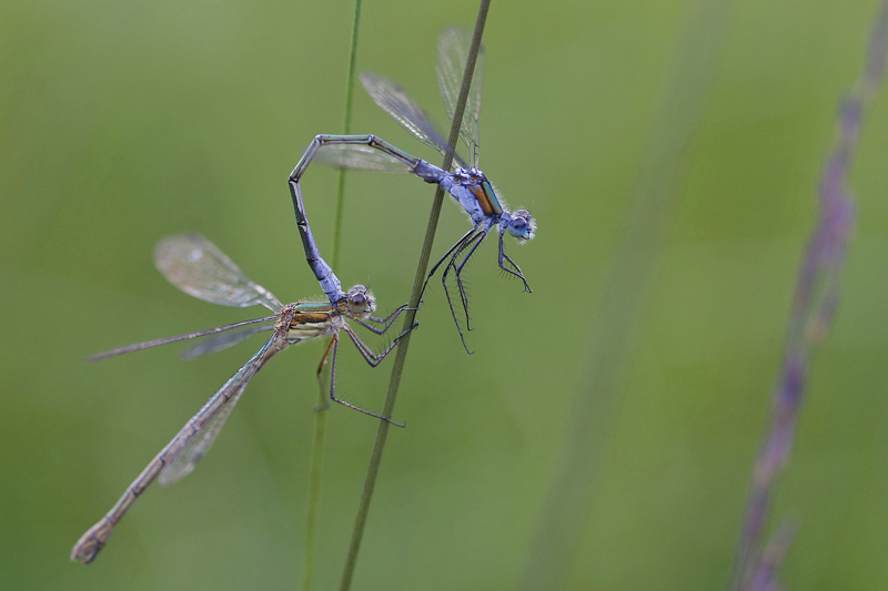 Leste fiancé (Lestes sponsa)