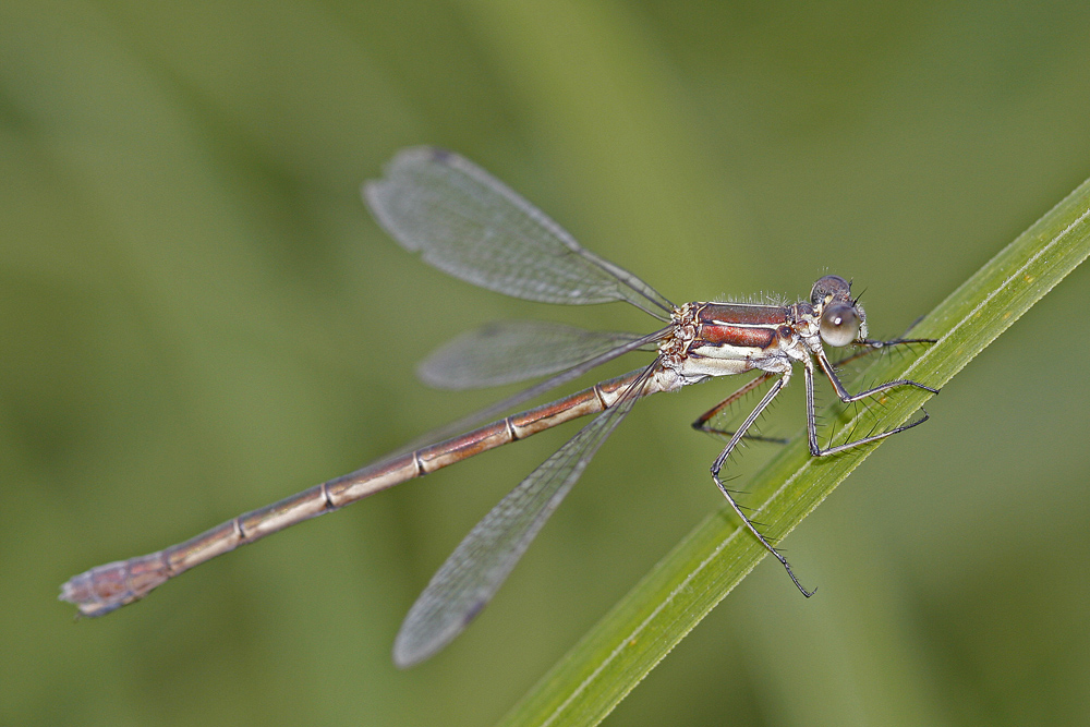 Leste fiancé (Lestes sponsa) femelle